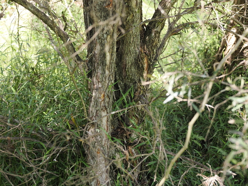 Image of Melaleuca salicina by (c) Lucas Christofides, some rights reserved (CC BY)