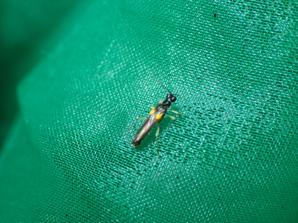 Microichthyurus pennatus