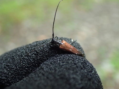 Eumecocera gleneoides