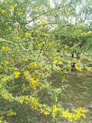 Parkinsonia texana macra