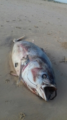 Thunnus