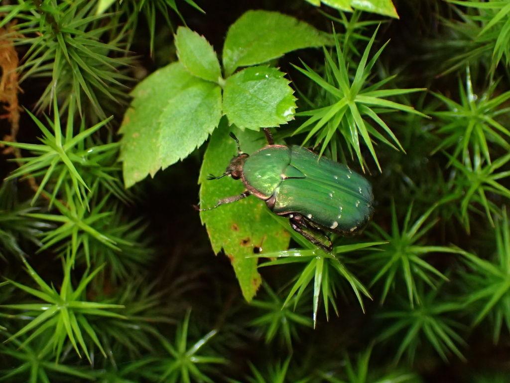 Cetonia roelofsi