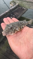 Sphoeroides maculatus