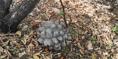Dioscorea mexicana