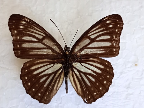 Limenitis mimica