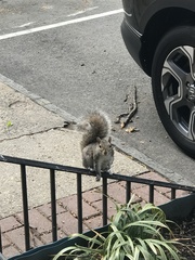 Sciurus carolinensis