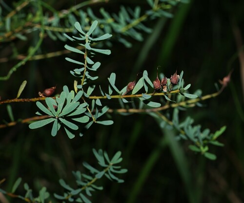 Image of Pultenaea euchila by (c) Greg Tasney, some rights reserved (CC BY-SA)