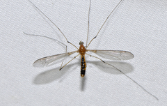 Leptotarsus setivena