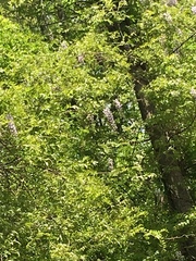 Wisteria floribunda