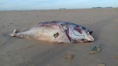 Thunnus