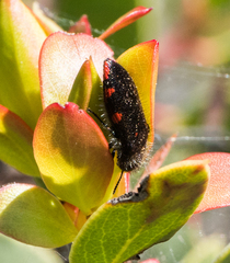 Acmaeodera plagiaticauda