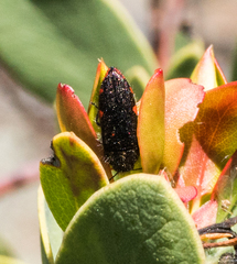 Acmaeodera plagiaticauda