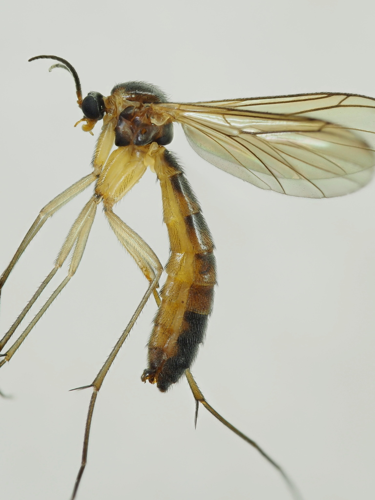 Orfelia ochracea