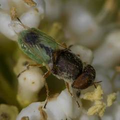 Hedriodiscus trivittatus