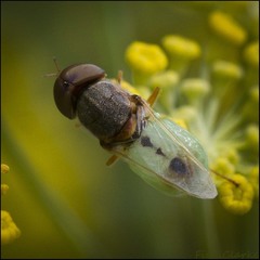 Hedriodiscus trivittatus