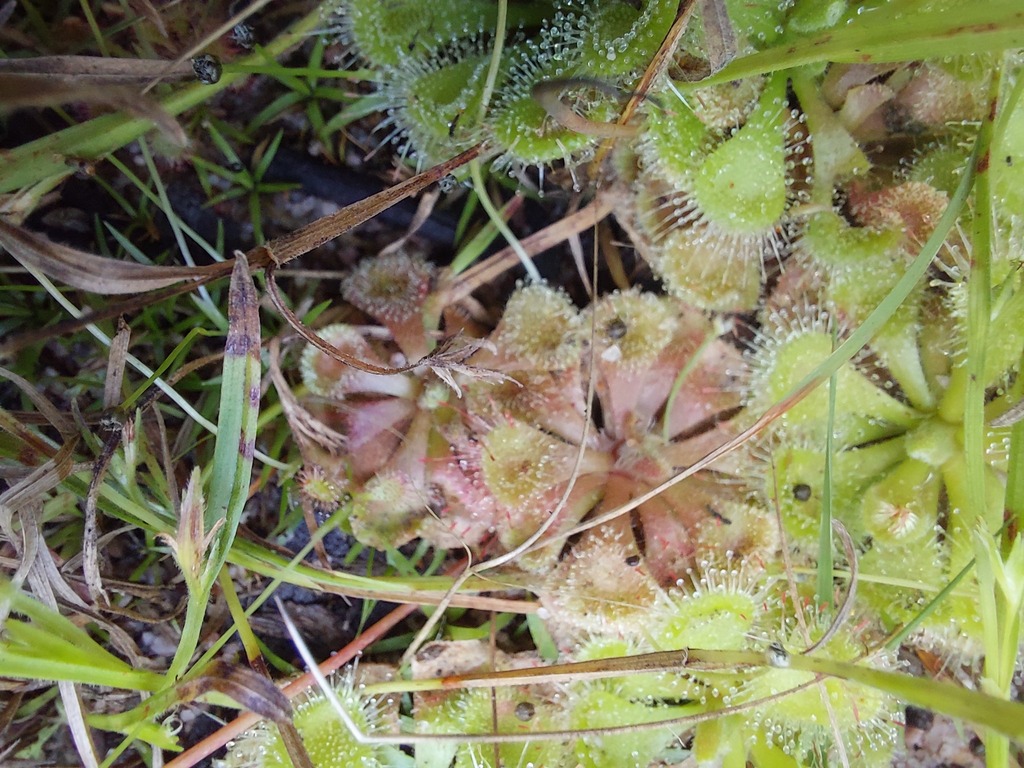 tropical sundew from Brisbane QLD, Australia on May 18, 2024 at 02:49 ...