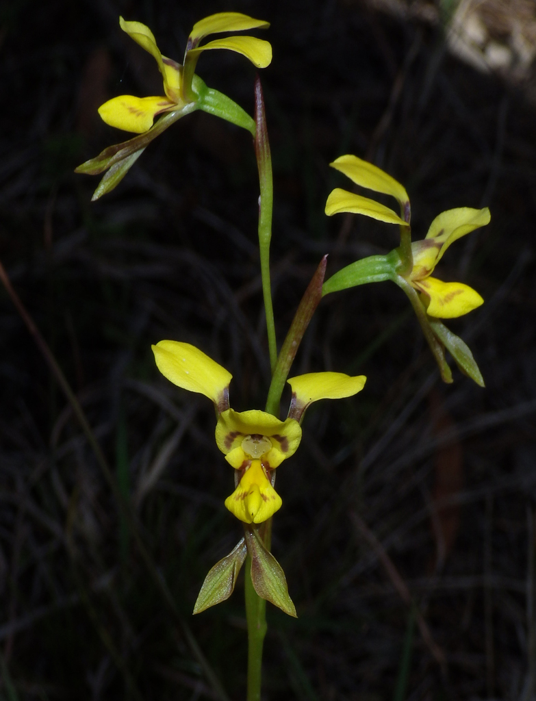 Diuris chrysantha