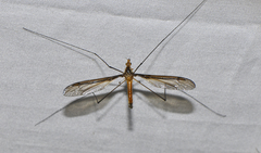 Leptotarsus mastersi