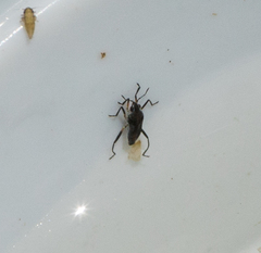 Microvelia pulchella