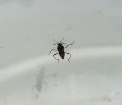 Microvelia pulchella