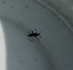 Microvelia pulchella