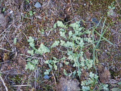 Acaena buchananii, photograph 3