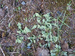 Acaena buchananii, photograph (c) Jon Sullivan, some rights reserved (CC BY)