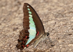 Graphium sarpedon luctatius