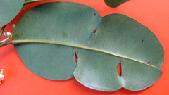 Calophyllum brasiliense