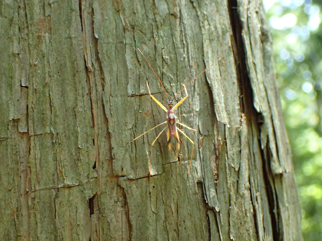 ヒゲナガサシガメ
