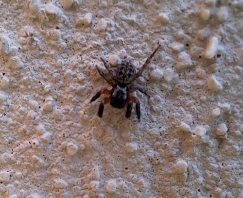 Euophrys innotata · iNaturalist