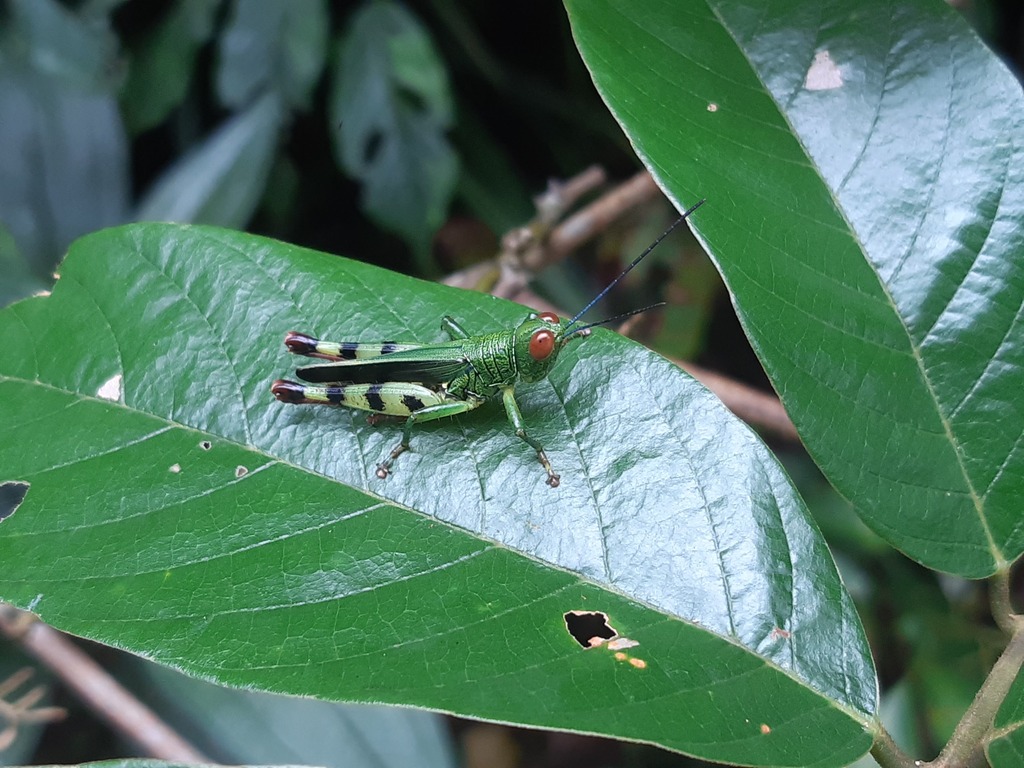Thanmoia ceracrifucosa