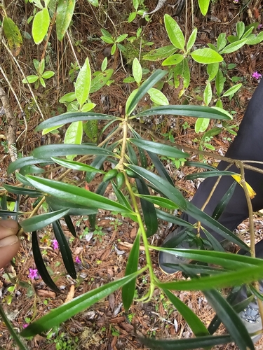 Daphne arisanensis (Daphne arisanensis)