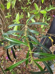 Daphne arisanensis