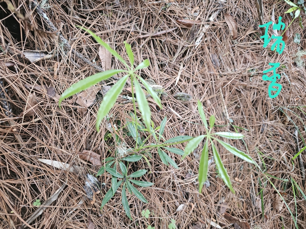 Daphne arisanensis; photograph (c) 槲蕨Miu, some rights reserved (CC BY)