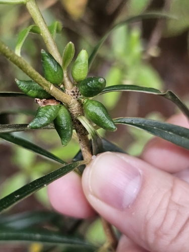 Daphne arisanensis, photograph 2
