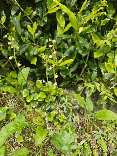 Image of Pyrola morrisonensis by (c) 槲蕨Miu, some rights reserved (CC BY)
