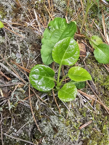 Image of Pyrola morrisonensis by (c) 槲蕨Miu, some rights reserved (CC BY)