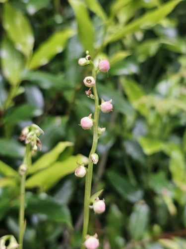 Image of Pyrola morrisonensis by (c) 槲蕨Miu, some rights reserved (CC BY)