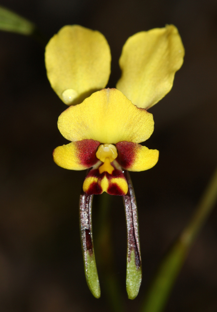 Diuris conspicillata