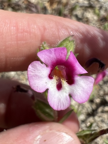 Diplacus compactus (Diplacus compactus)