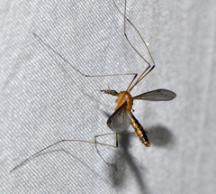 Leptotarsus setivena