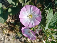 Convolvulus arvensis