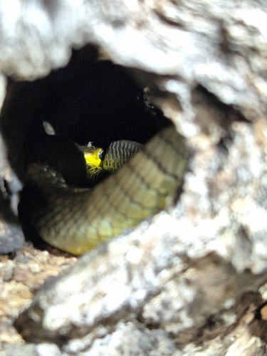Common Tree Snake sighting