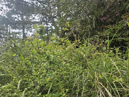 Viburnum parvifolium, photograph 5