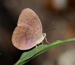 Faunis canens arcesilas