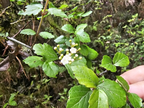 Viburnum parvifolium, photograph 6