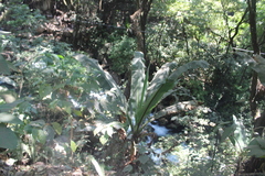 Ensete ventricosum