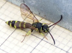 Sapygidae