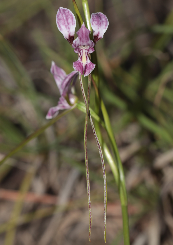 Diuris dendrobioides